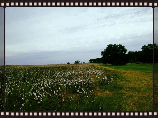 Cotton Field 2 (Tree)