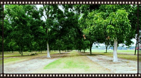 Pecan Grove 2